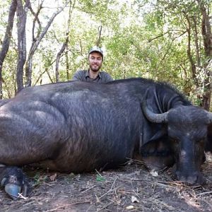 Cape Buffalo Female Hunt Zimbabwe