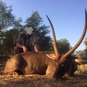 Waterbuck Zimbabwe  Hunt