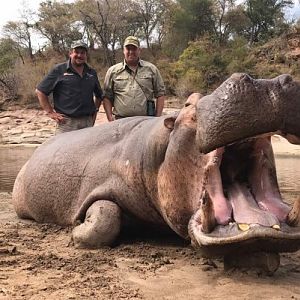 Hippo Hunt In Zimbabwe