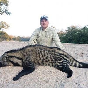 African Civet Hunting Zimbabwe