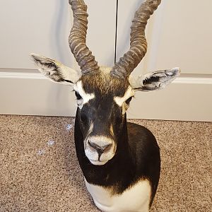 Blackbuck Shoulder Mount Taxidermy