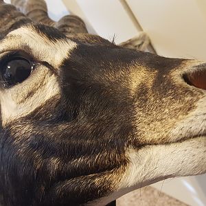 Blackbuck Shoulder Mount Taxidermy Close Up