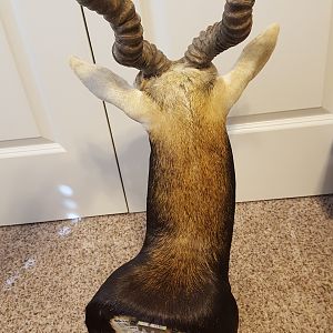 Blackbuck Shoulder Mount Taxidermy