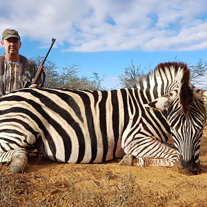 South Africa Burchell's Plain Zebra Hunting