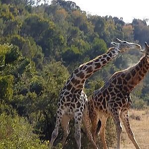 Giraffe fight