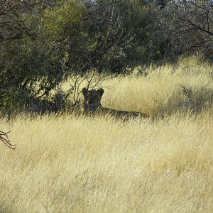 Lioness Hunting