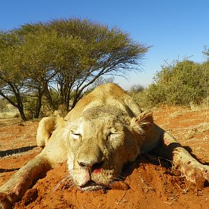 Lioness Hunt in South Africa