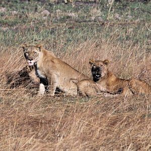 Pride of Lions in Zambia