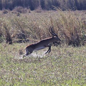 Zambia Red Lechwe