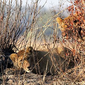 Lion in Zambia