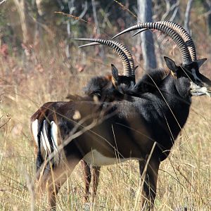 Sable Antelope Zambia