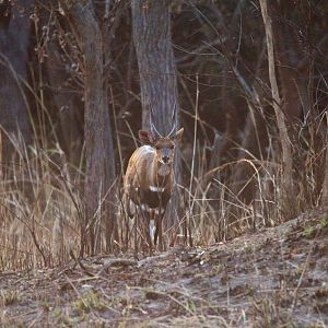 Zambia Bushbuck