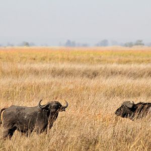 Cape Buffalo in Zambia