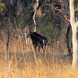 Zambia Sable