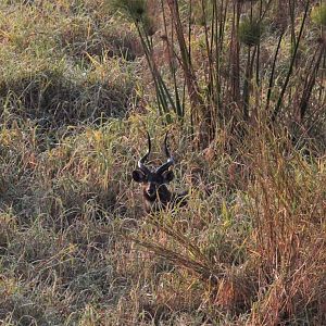 Sitatunga in Zambia