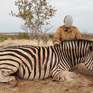 Matetsi Area Zimbabwe Burchell's Plain Zebra Hunting