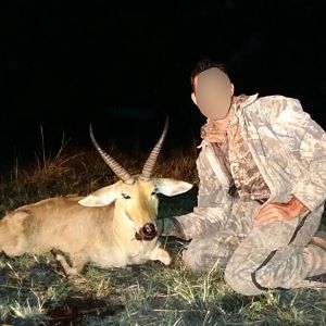 Matetsi Area Zimbabwe Hunting Reedbuck