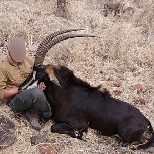 Hunt Sable Antelope in Matetsi Area Zimbabwe