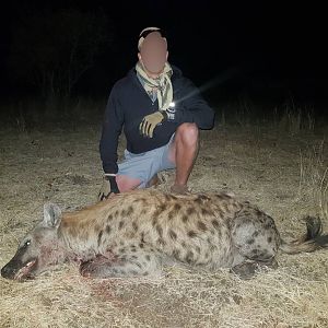 Spotted Hyena Matetsi Area ZimbabweHunt