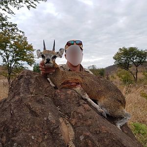 Klipspringer Hunt in Matetsi Area Zimbabwe