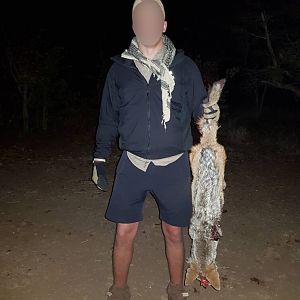 Jackal Hunting Matetsi Area Zimbabwe