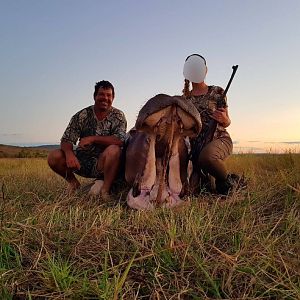 Matetsi Area Zimbabwe Hippo Hunt