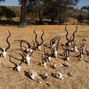 Trophy Hunt Zimbabwe