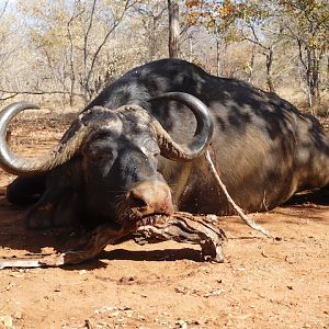 Cape Buffalo Hunt South Africa