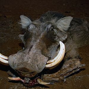 South Africa Warthog Hunt