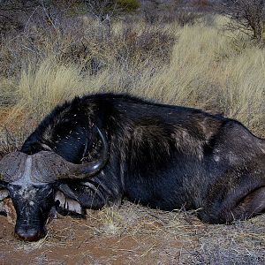 Hunting Buffalo in South Africa