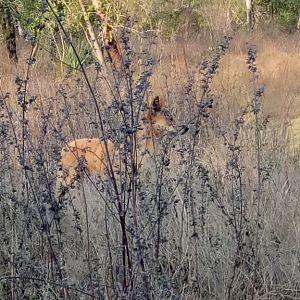 Dingo Australia Arnhem Land Northern Territory