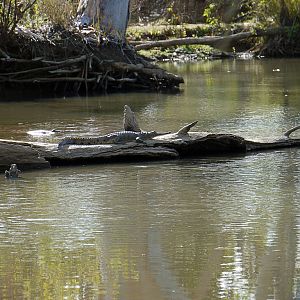 Aligator Australia Northern Territory Arnhem Land