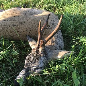 Hunting Poland Roe Buck