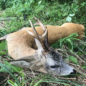 Hunting Roe Buck Poland