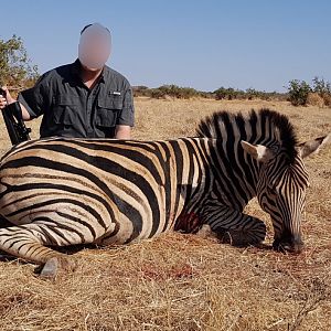 South Africa Burchell's Plain Zebra Hunting