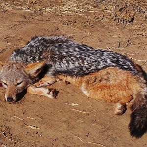 South Africa Jackal Hunting