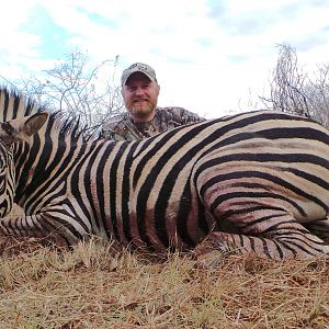 South Africa Burchell's Plain Zebra Hunting