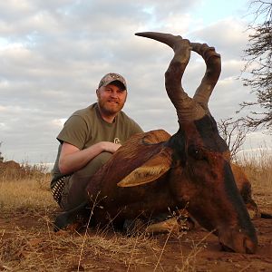 Red Hartebeest Hunt South Africa