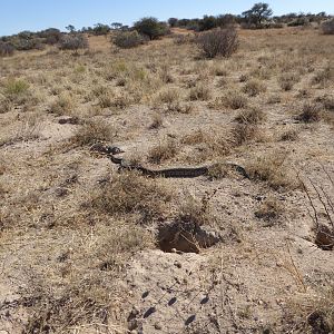 South Africa Python