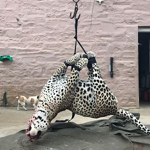 Leopard being shot after he mauled a man