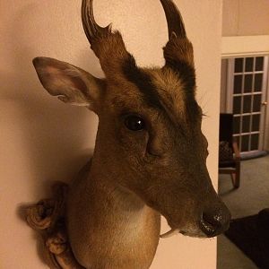 Muntjac Shoulder Mount Taxidermy