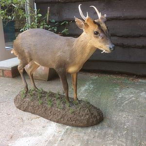 Muntjac Full Mount Taxidermy