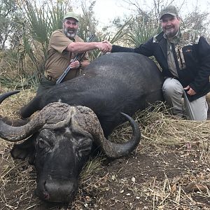 Cape Buffalo South Africa Hunt