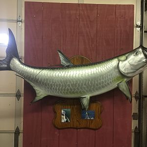 Tarpon Full Mount Taxidermy