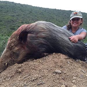 Bushpig Hunting South Africa