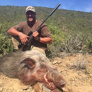 Bushpig Hunting South Africa