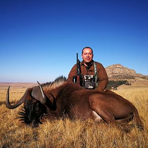 Hunt Black Wildebeest South Africa