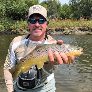 Brown Trout Fishing Montana