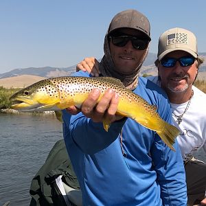 Brown Trout Fishing Montana