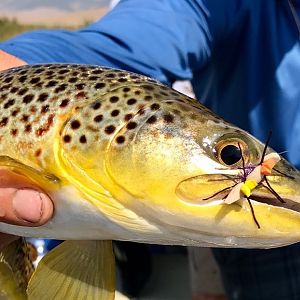 Brown Trout Fishing Montana